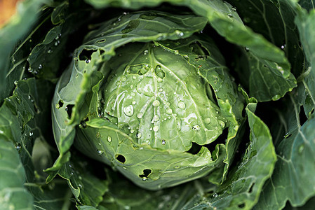 自然背景绿色卷菜叶的封闭宏观图像抽象背景图片