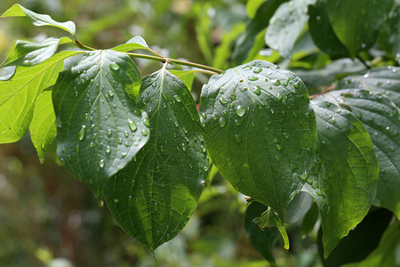中药养生雨后有水滴的绿叶背景