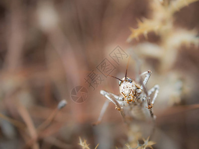 Cicada在自然环境中拍摄了相片照片来自Ephippigerefi图片