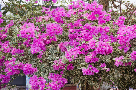 粉红色布干维尔花朵家庭Nyctagi图片