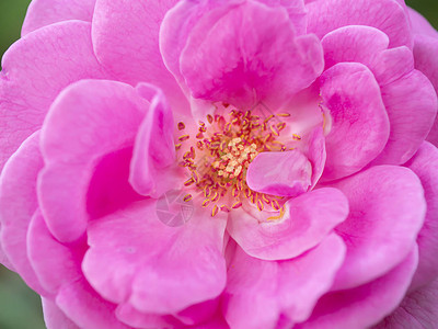 粉红达马斯克玫瑰花朵背景的紧贴花粉和花瓣RosaDama图片