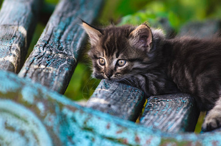 小质朴的虎斑小猫坐在破旧的长凳上图片