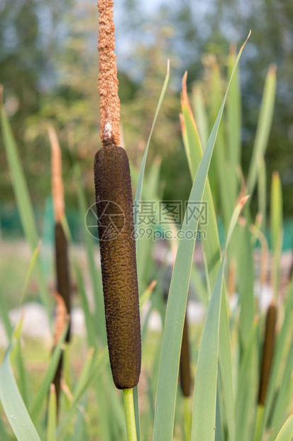 蒲公英的茎对着蓝天夏天晴天沿海水生植物在河流湖泊池塘老妇人运河和水库的泥泞岸边以及沼泽中生长香蒲的茎被用来图片