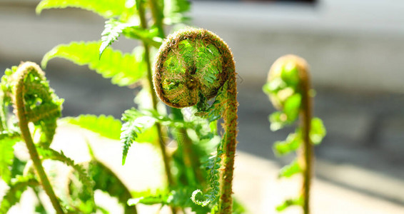 花园里蕨叶的嫩绿开芽图片