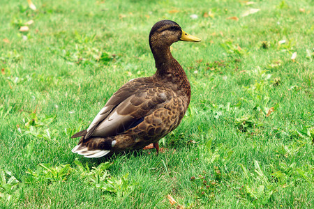 绿草上的棕鸭紧密的自然背景公图片