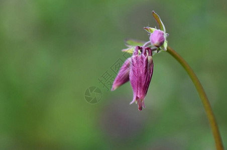 花园里的粉红色花图片