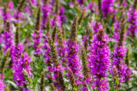 自然背景中的千屈菜紫色花图片