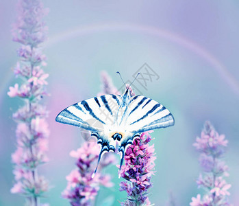 美丽的蝴蝶Iphicclidespodalirius在硅花上的花朵图片