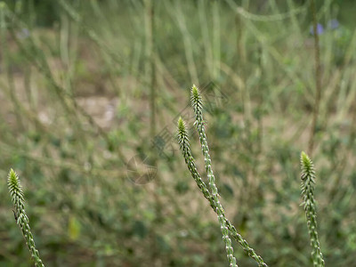Achyranthesaspera植物的图片