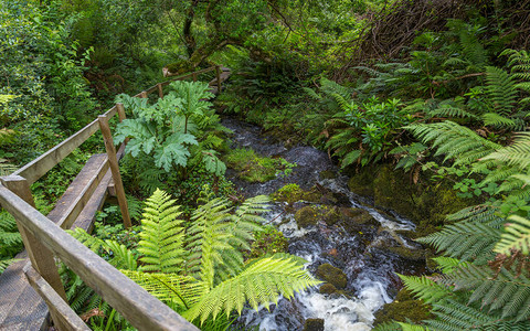 美丽的绿色森林中的山区河流图片