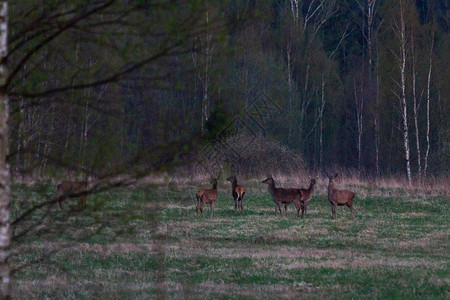 北森林野鹿图片
