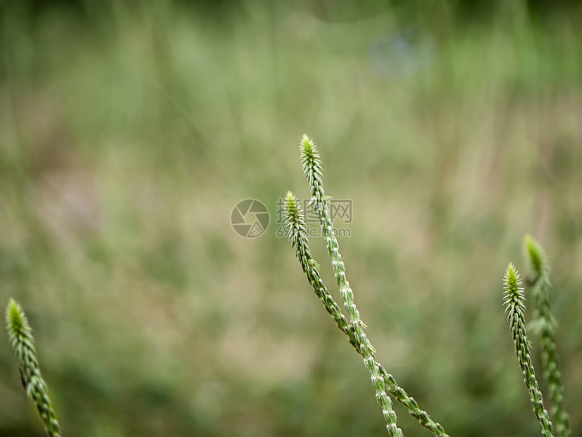 Achyranthesaspera植物的图片