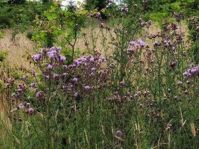 加拿大蓟也是匍匐或田间蓟在干燥的草地上开花美国图片