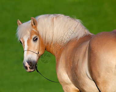 Haflinger马的肖像图片