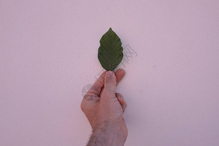 大自然中的植物叶手图片