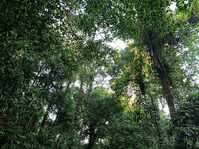 微生物能源只能在热带雨林和生物多样中找到这张照片是图片