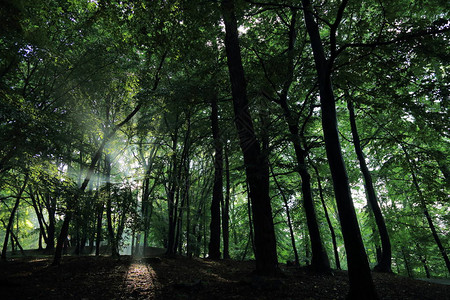 波兰萨诺克镇亚当米克耶维奇命名的公园夏季雨后图片