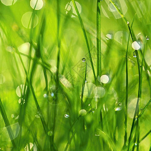 绿色自然大自然的美丽特写照片与露珠的绿草五颜六色的春天背景与早晨的阳光和天然绿色植物景观生态新鲜的壁纸概图片