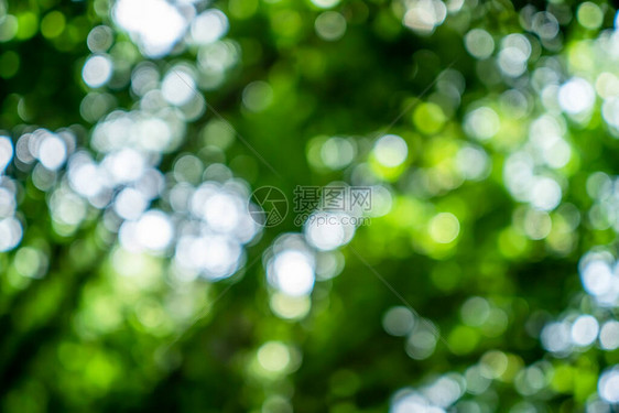 绿色天然林热带木材阳光布基h抽图片