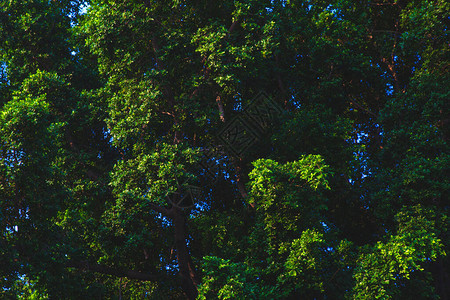 绿色树叶灌木和蓝天树枝的背景图有图片