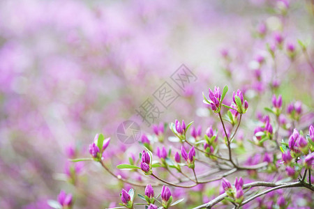 杜鹃花的粉红色花朵田园诗般的图案与美丽盛开的韩国杜鹃花为网站背景或贺图片