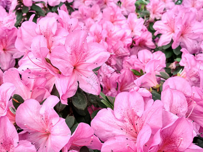 春天盛开的花朵背景充满了日本粉红色的图片