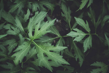 植物背景纹理抽象自然背景植被物图片