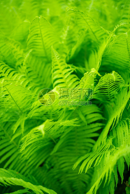 在阳光下美丽的幼兽叶绿花天然花岗植物图片