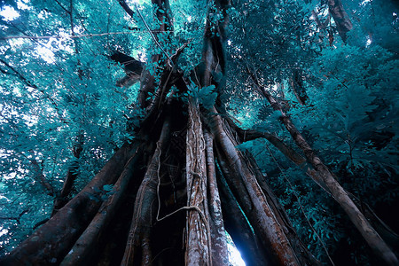 春季森林景观季节森林中的绿色背景树木图片