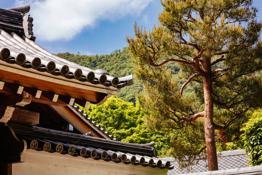 在日本京都林山Arashiyama的暖春日图片