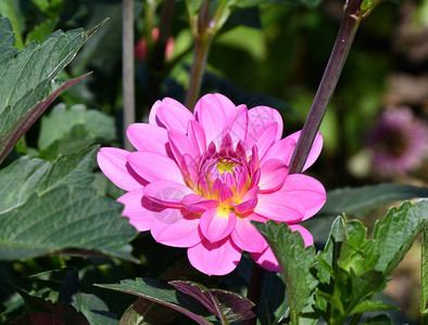 夏花园中的粉红色花朵拉丁美图片