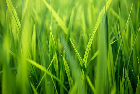 稻田上的稻米绿叶背景图片