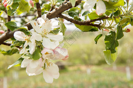 苹果树的鲜花枝绿叶白花和粉红色花朵图片