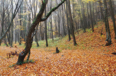 山中深处的秋天森图片