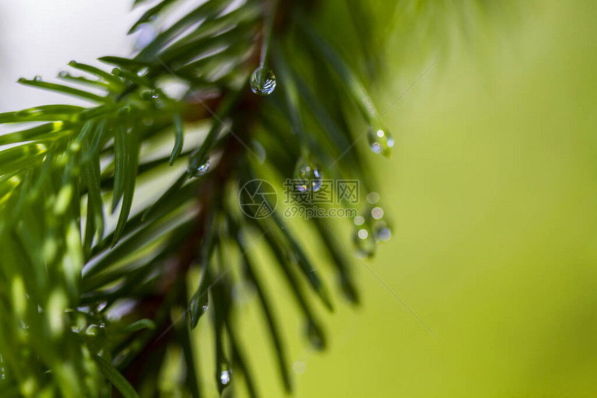 带有水滴弹簧时间的Spruce分支选择焦点图片