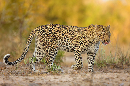 非洲豹Pantheraparduspardus年轻女在其领土上巡逻一只豹子伸出舌头背景图片