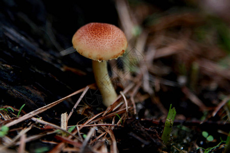 在萨尔瓦多市的一个花园里看到蘑菇真菌图片素材