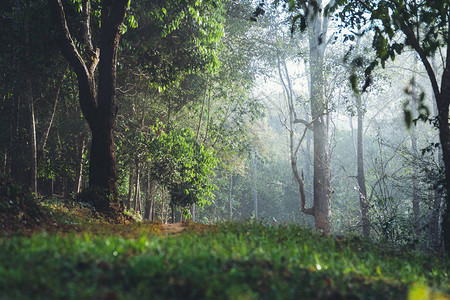 早晨的自然雾和树木早晨的自图片