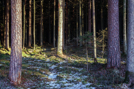 冬季大而稠密的砍伐森林树木之间有雪图片