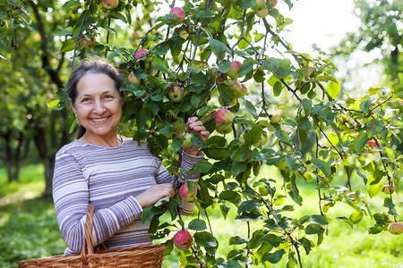 在乡村花园里摘苹果的老妇人背景图片