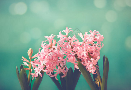在绿色背景上盛开的粉红色风信子花色调图像选择焦点使用图片