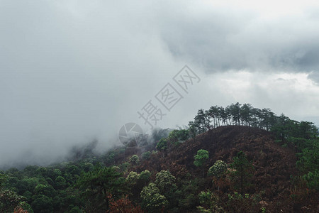 在森林山和树木中图片