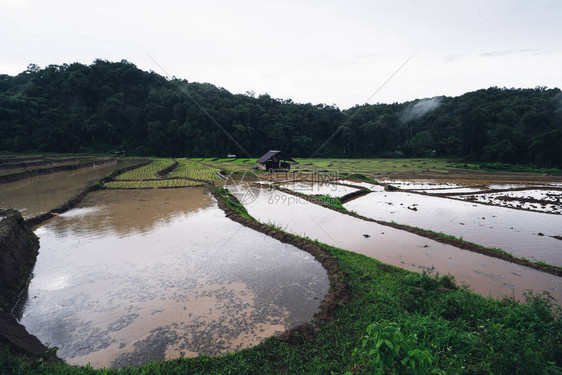 在雨季播种之前在稻田里浇水图片