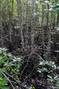 退潮后红树林的根部特写红树林红树林位于海岸潮汐图片