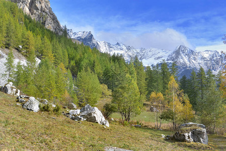 高山林的秋天风景甘蓝树木图片