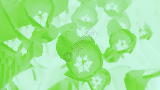 浅薄荷绿色背景上的绿色郁金香花卉图案花卉16上9图片