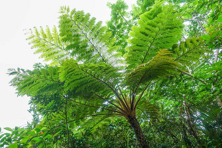 伊西加基岛的Cyatheapopoophylla图片