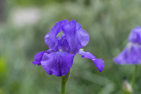 一朵美丽而精致的紫色胡须鸢尾花在园中盛开的特写图片