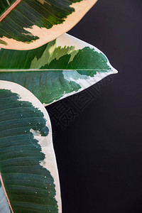 榕树三片杂色叶子的特写镜头深灰色背景上的Tineke室内植物深色背景下的抽象图片