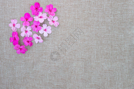 一组粉红色的凤仙花特写带有粉红色调的小夏花平躺正上方图片